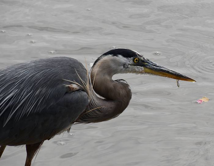 great blue heron fishing new westminster bc