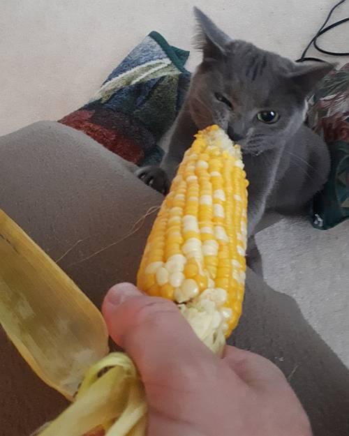 sora cat eating corn