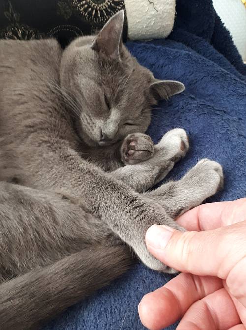 holding Sora cat hand