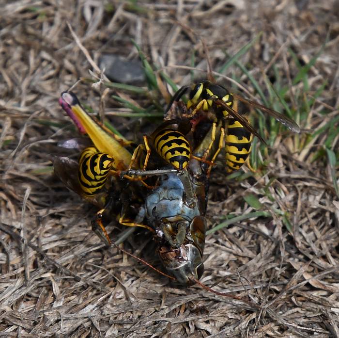 wasps eating grasshopper surrey bc