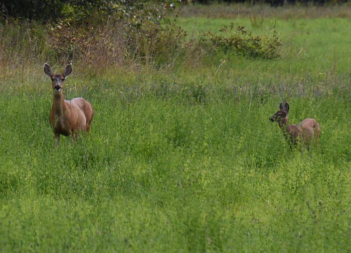 deer pemberton meadows road bc