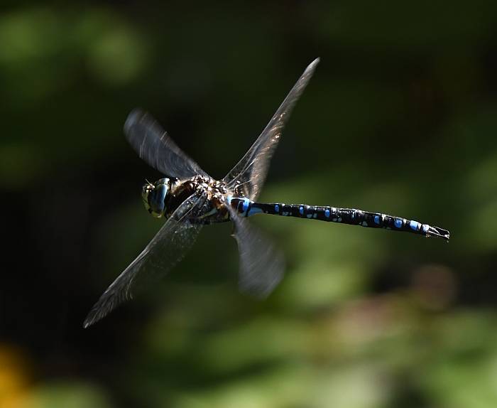 dragonflies one mile lake bc