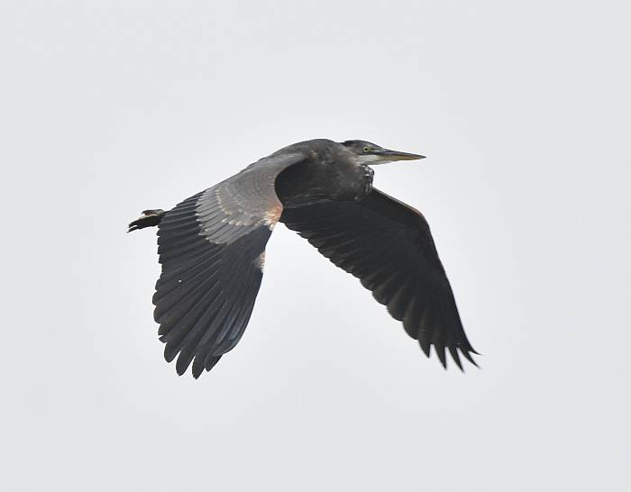 Great Blue Heron Porteau Cove BC