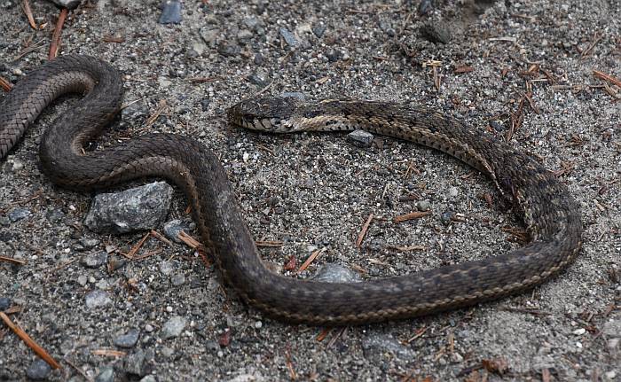 dead garter snake pemberton meadows road bc