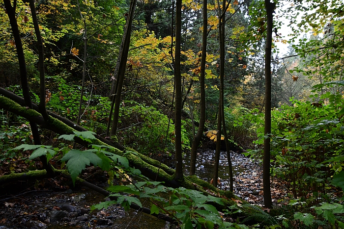 autumn colors byrne creek burnaby bc