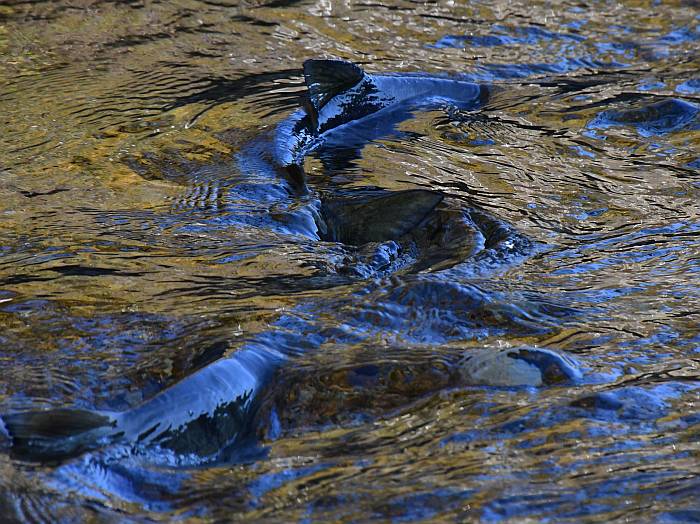 chum salmon spawning byrne creek burnaby bc