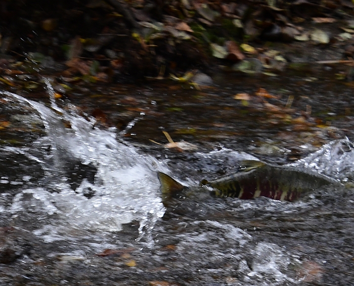 chum salmon scott creek coquitlam