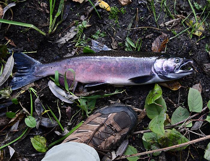 male coho salmon byrne creek burnaby bc