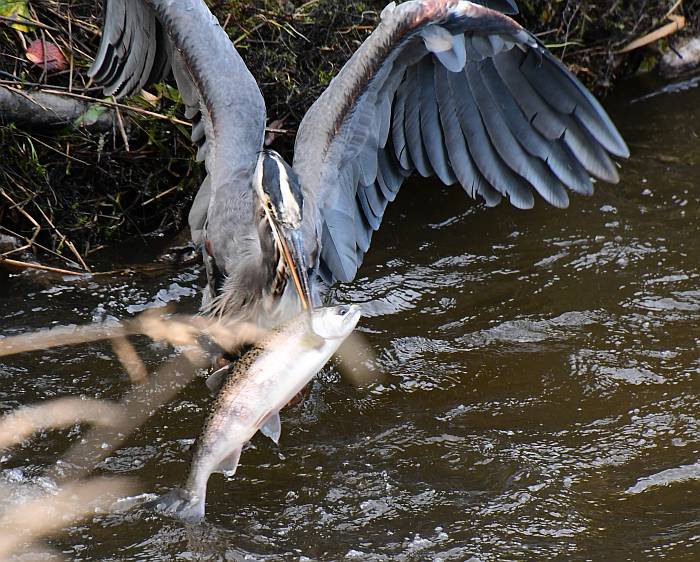 great blue heron swallows large fish byrne creek BC