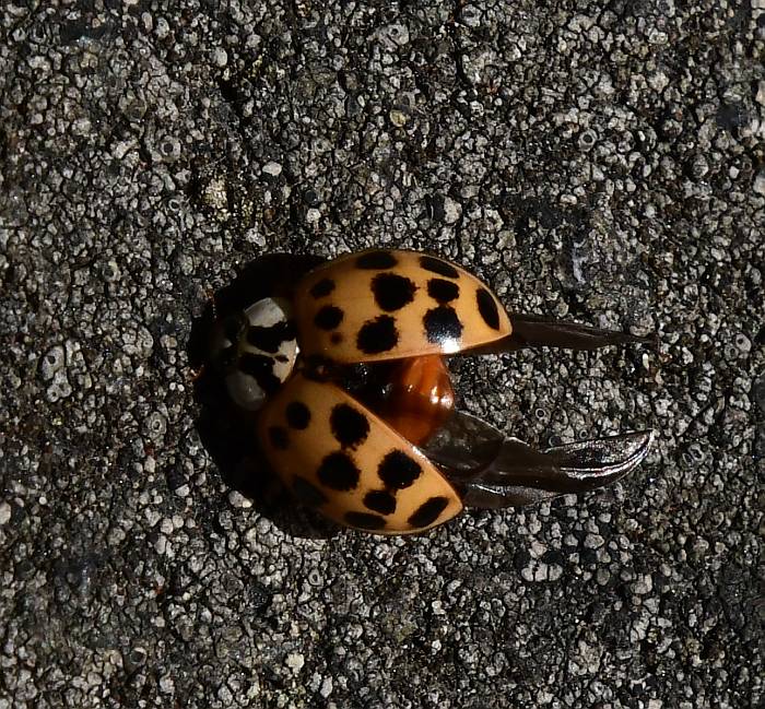 asian lady beetles chilliwack lake bc