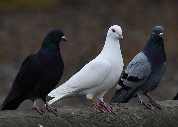 pigeons burnaby lake bc