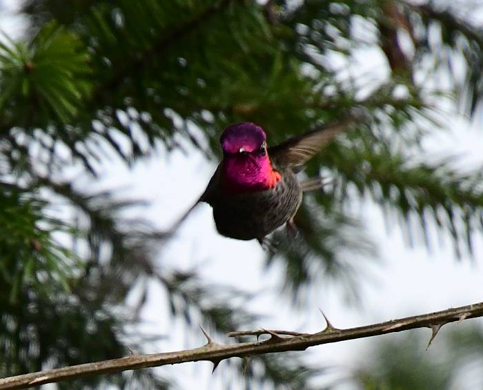 anna's hummingbird surrey bc