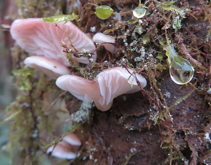 dewy mushroom miniature byrne creek burnaby bc