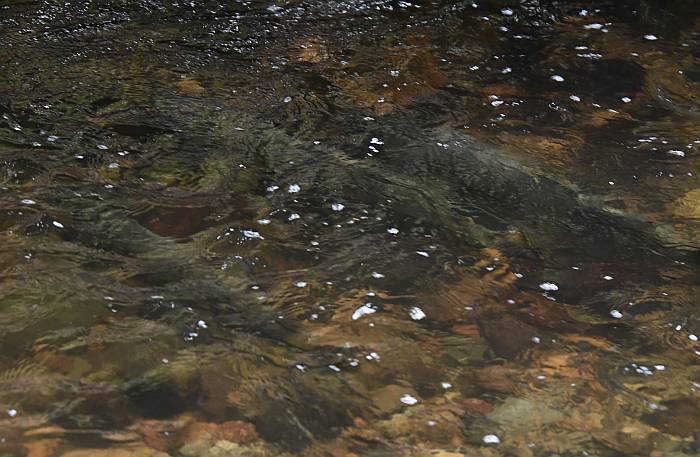 chum salmon byrne creek burnaby bc