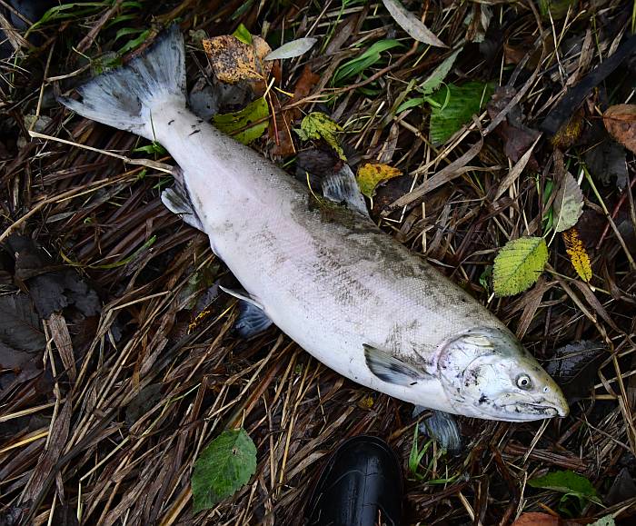 coho salmon byrne creek burnaby bc