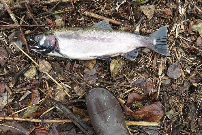 coho salmon byrne creek burnaby bc