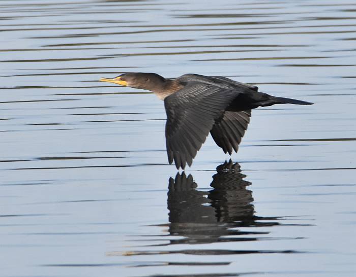 cormorant nicomekl river surrey bc