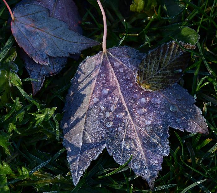 autumn leaves one mile lake pemberton bc