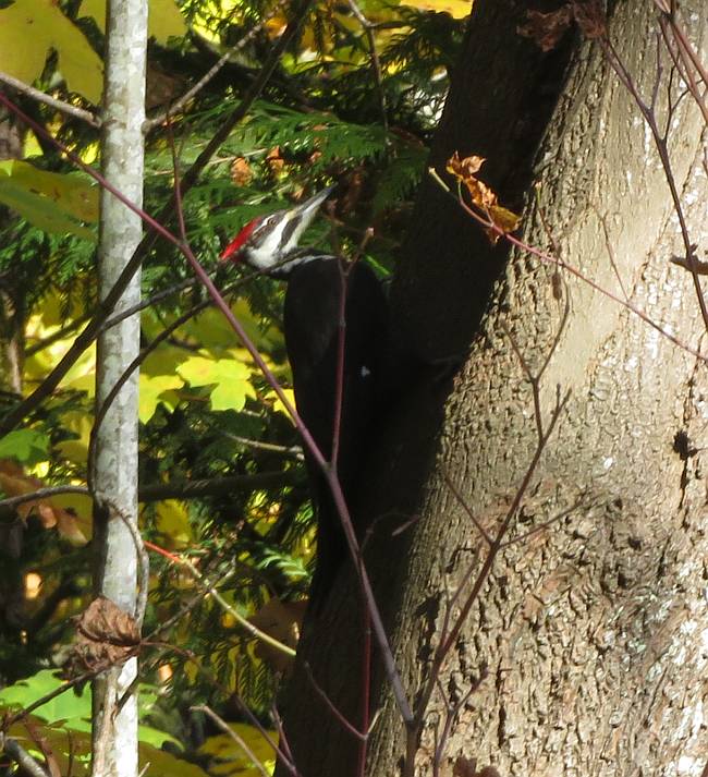 pileated woodpecker byrne creek burnaby bc