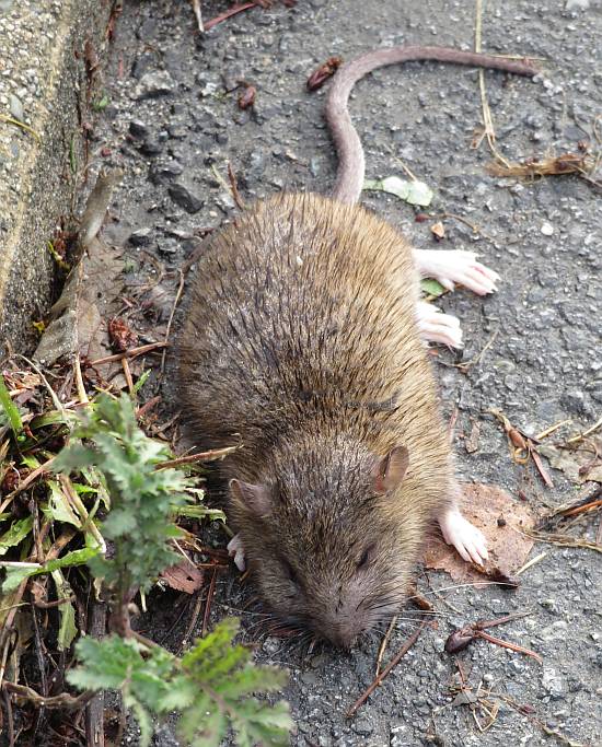 dead rodent byrne creek burnaby bc