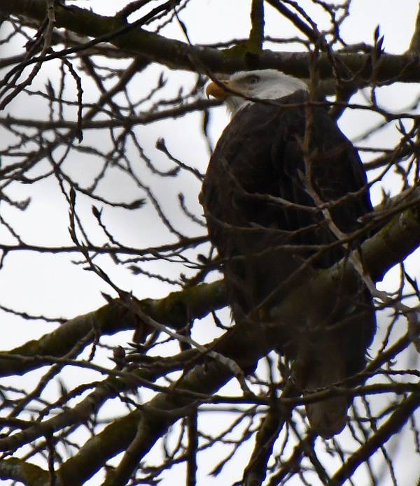 bald eagle fraser foreshore park burnaby bc