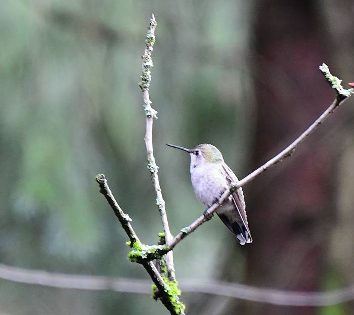 anna's hummingbird byrne creek burnaby bc