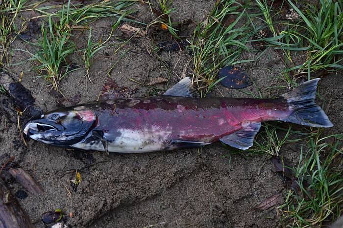 spawned coho salmon byrne creek burnaby bc