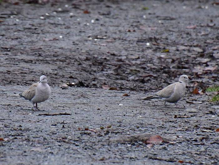 eurasian collard doves foreshore park burnaby bc