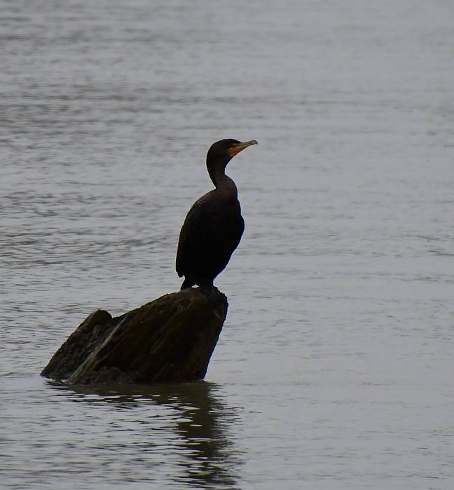 cormorant fraser foreshore park burnaby bc
