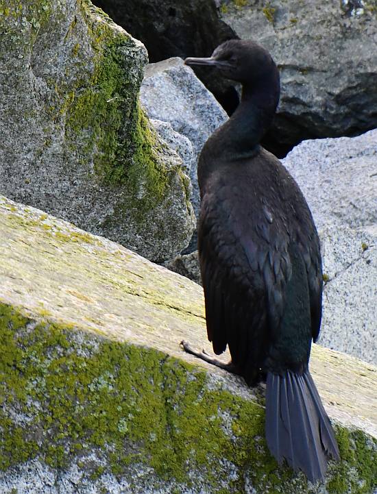 cormorant white rock bc