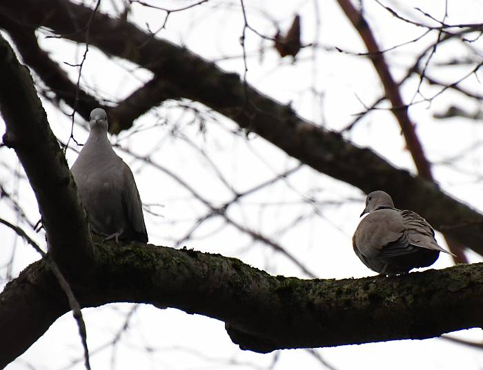 eurasian collared doves fraser foreshore burnaby bc
