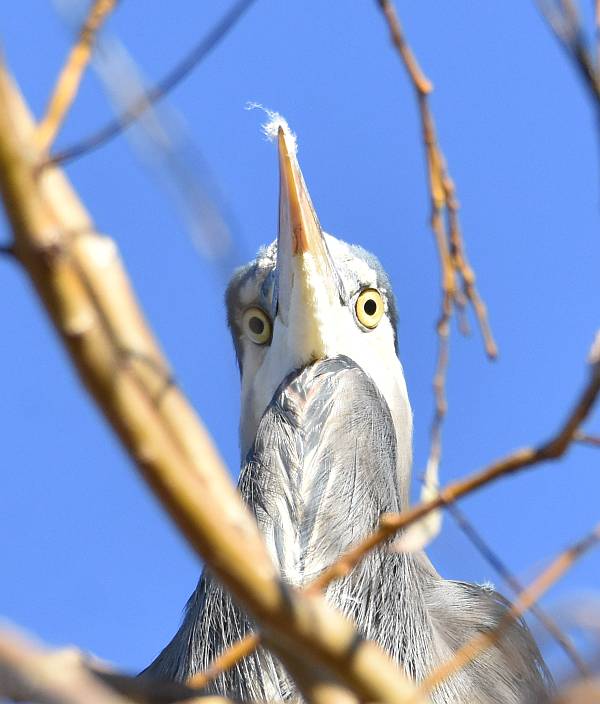 great blue heron centennial beach delta bc