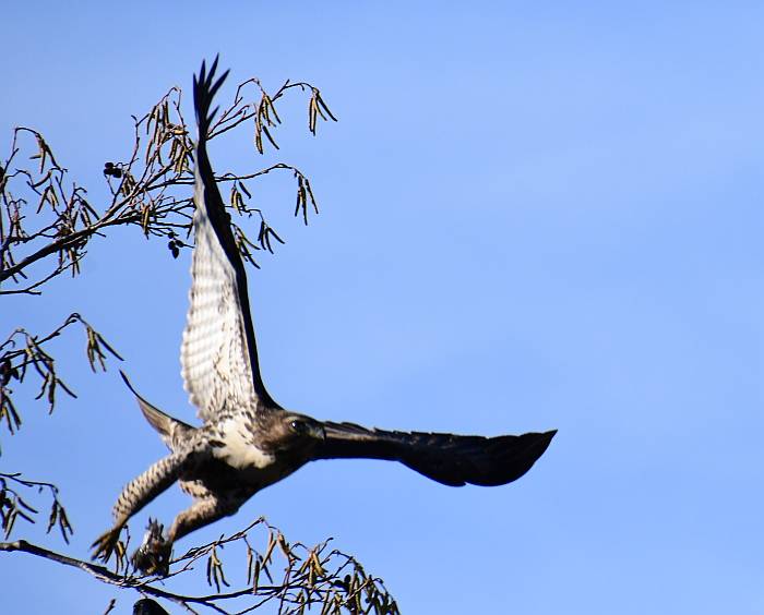 hawk taking off in flight byrne creek burnaby bc