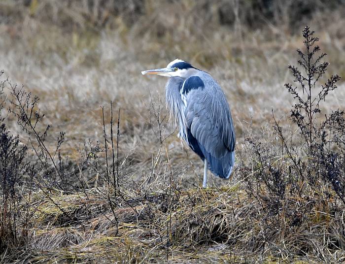 great blue heron surrey bc
