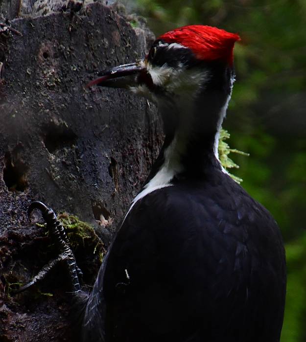 pileated woodpecker belcarra regional park bc