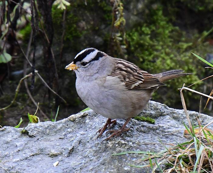 white crowned sparrow fraser foreshore park burnaby bc