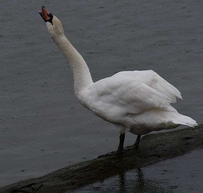 mute swan steveston bc