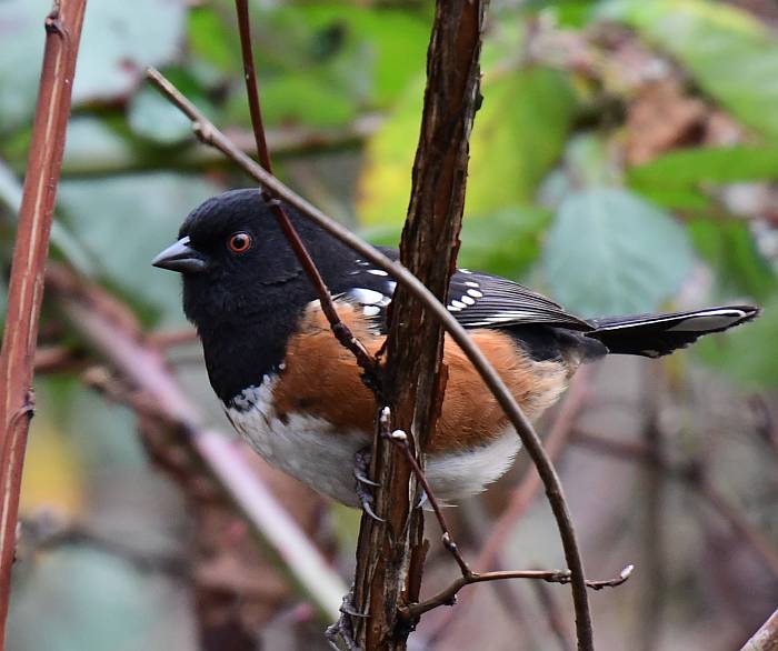 spotted towhee fraser foreshore park burnaby bc