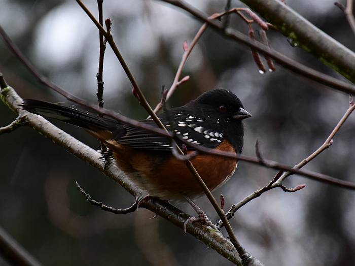 spotted towhee fraser foreshore park burnaby bc