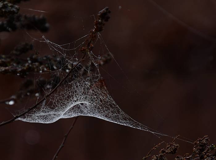 dewy spider webs deer lake burnaby bc