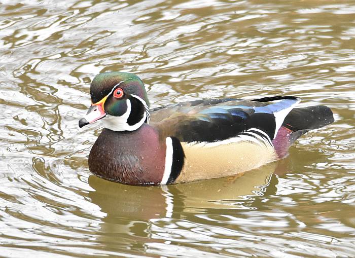 male wood duck fraser foreshore burnaby bc