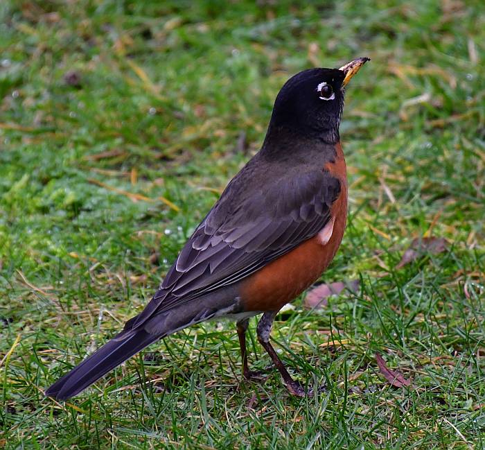 american robin burnaby bc