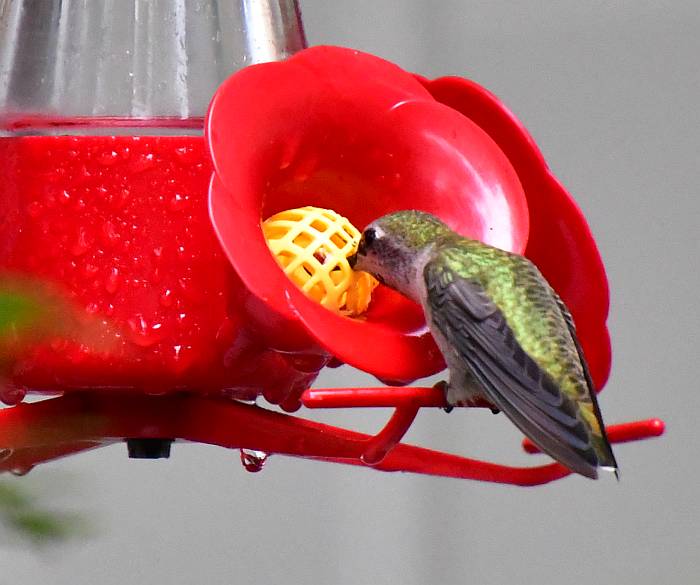 anna's hummingbird burnaby bc