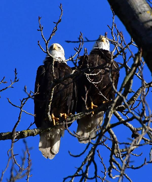 bald eagles fraser foreshore park burnaby bc