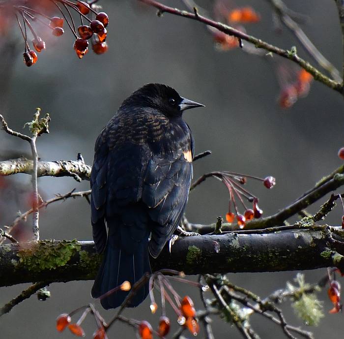 red-winged blackbird surrey bc