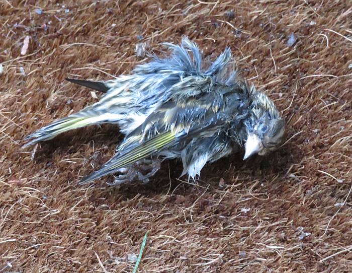 dead pine siskin burnaby bc