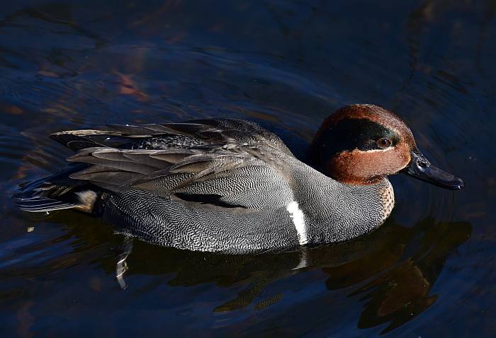 green-winged teal
