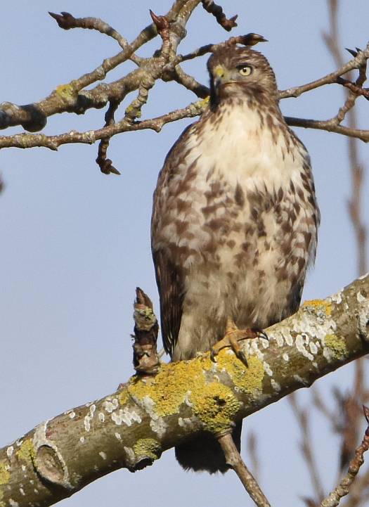 red-tailed hawk delta bc