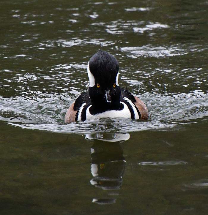 hooded mergansers central park burnaby bc