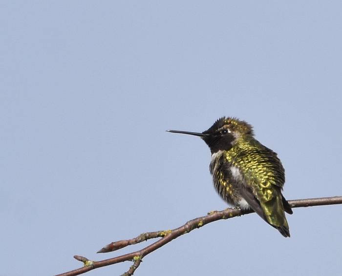 anna's hummingbird delta bc